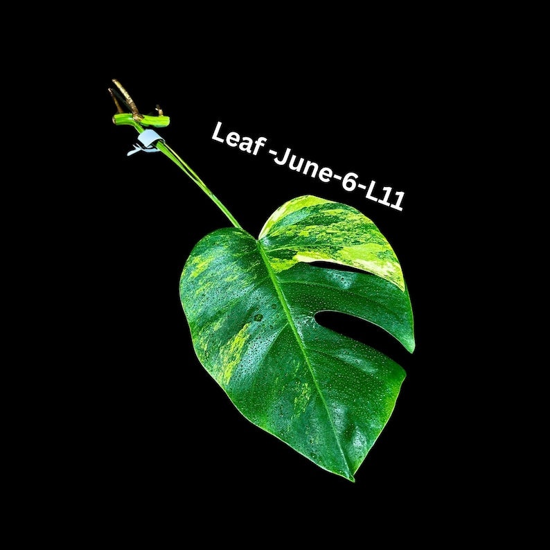 Monstera Cutting - High Variegated Borsigiana - Monstera Aurea Variegata - Rare Houseplant - Monstera deliciosa 'Aurea'