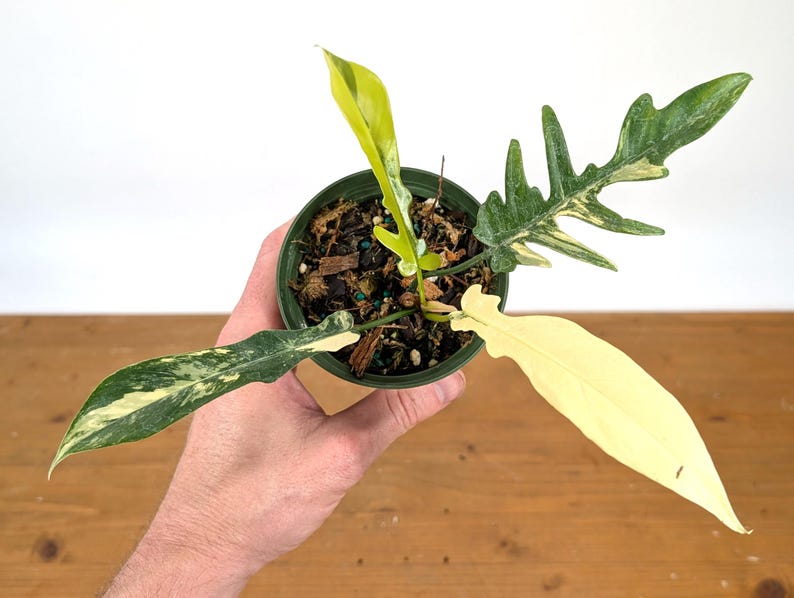 Variegated Philodendron Florida Beauty x P. Tortum 4" Rare Hybrid Plant - Tropical Houseplant for Indoor Gardens