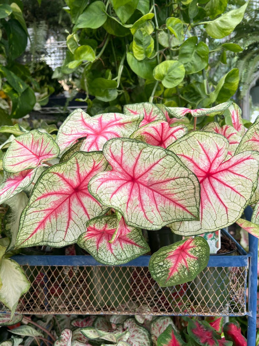 4” Caladium 'White Queen' Live Plant in Nursery Pot - Tropical Foliage, Indoor Plant, Houseplant, Caladium bicolor