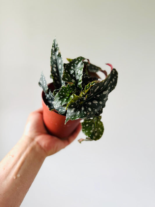 Begonia Megadot Angel Wings Plant - Tropical Houseplant in 4” Pot - Gothic Decor - Live Plant (Begonia spp.)