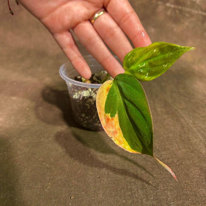 Rare Variegated Philodendron Mican Aurea Plant in Nursery Pot - Philodendron Micans "Aurea" - Collector Houseplant