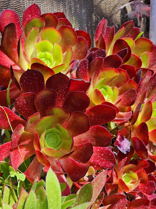Aeonium Garnet Plant - Colorful Hybrid Succulent - Irish Eyes - Aeonium Schwarzkopf x Aeonium tabuliforme - Unique Live Plant