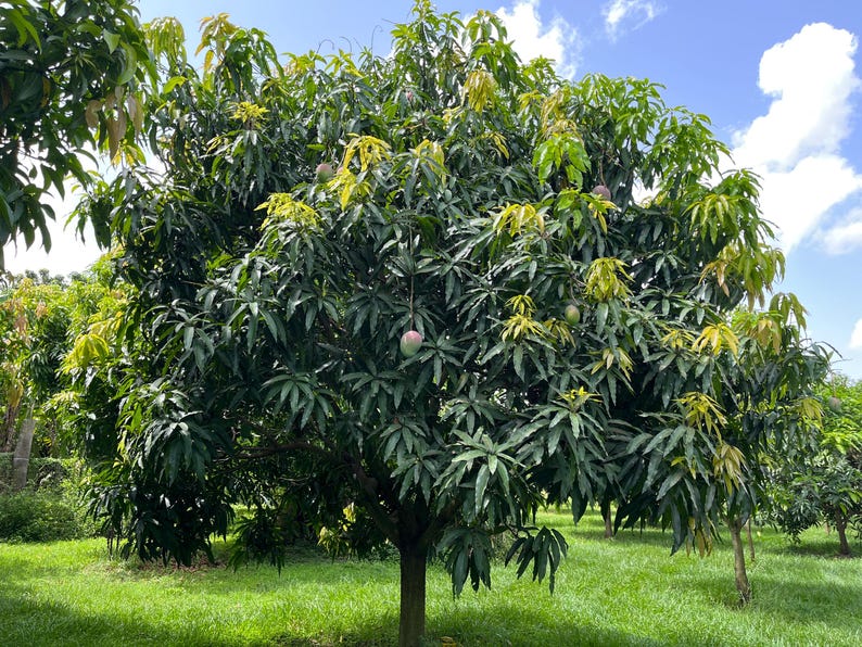 Irwin Mango Tree - Grafted, Less Than 3 Feet Tall - Mangifera indica - Nutrient-Rich Medium Shipping