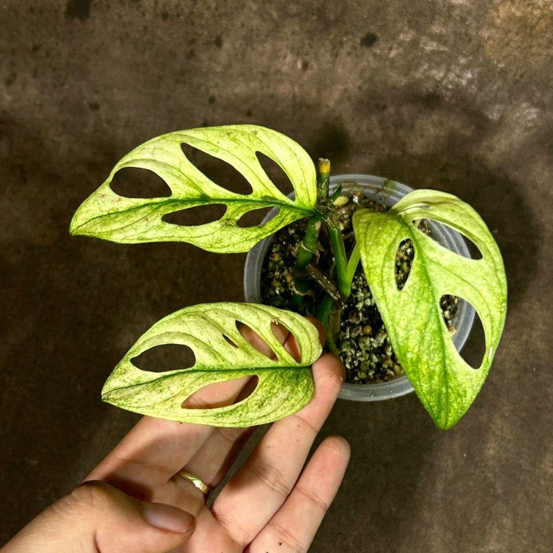 Variegated Monstera Adansonii Aurea Plant - Premium Swiss Cheese Vine - Unique High Variegation - Houseplant - US Seller