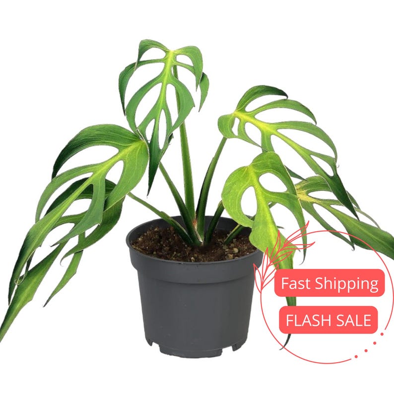 Monstera Burle Marx Flame Live Plant | 3-4" Rare Split Leaf Houseplant | Indoor Outdoor Garden | Monstera deliciosa