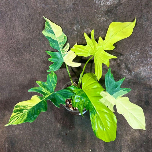 Variegated Philodendron Florida Beauty x Mayoi - Rare Aroid Plant - Live Houseplant - Air Purifier - Perfect for Home Decor