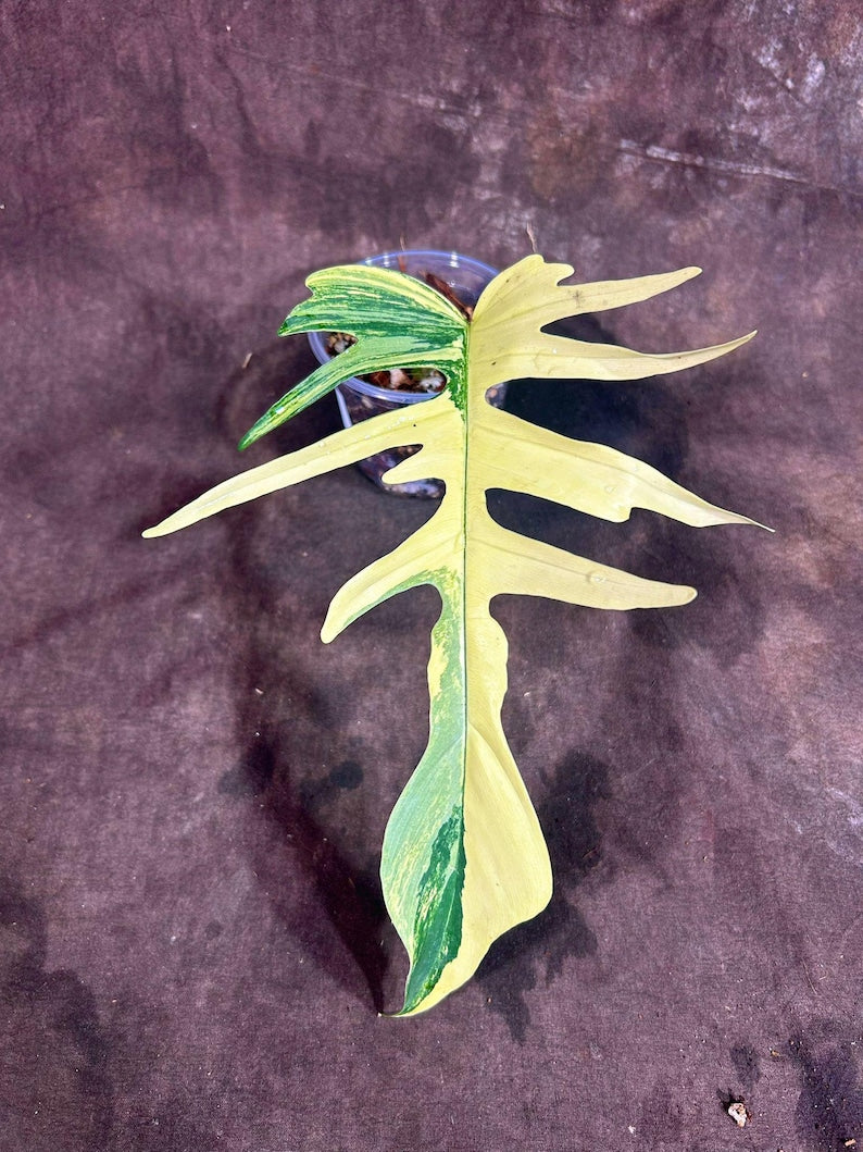 Philodendron Florida Beauty x Tortum Plant - Cream & White Variegation - Rare Aroid Hybrid - Exact Collector Plant