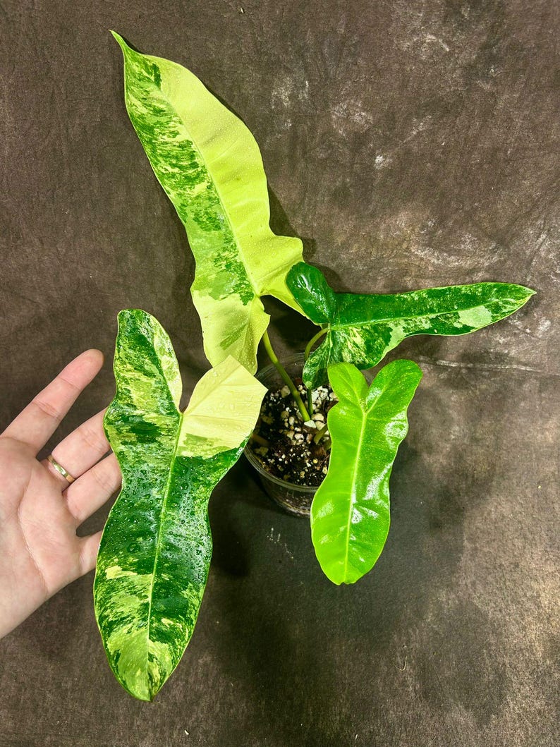 Philodendron Florida Beauty x Billietiae Nursery Pot - Rare Variegated Hybrid - Unique Marbled Leaves - Tropical Plant