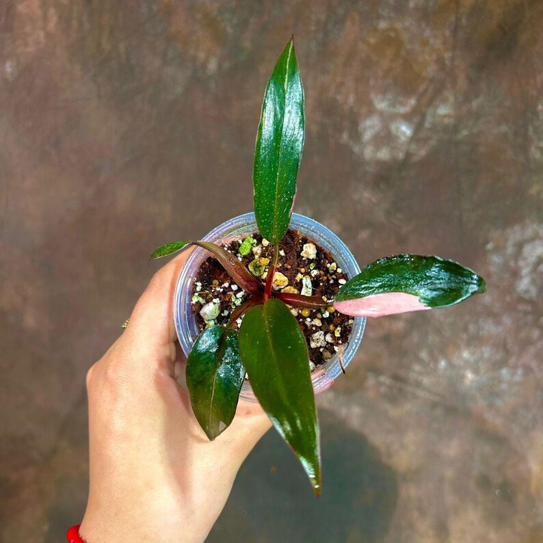 philodendron pink princess plant seeds Variegated Philodendron Pink Princess in Nursery Pot - Rare Indoor Houseplant