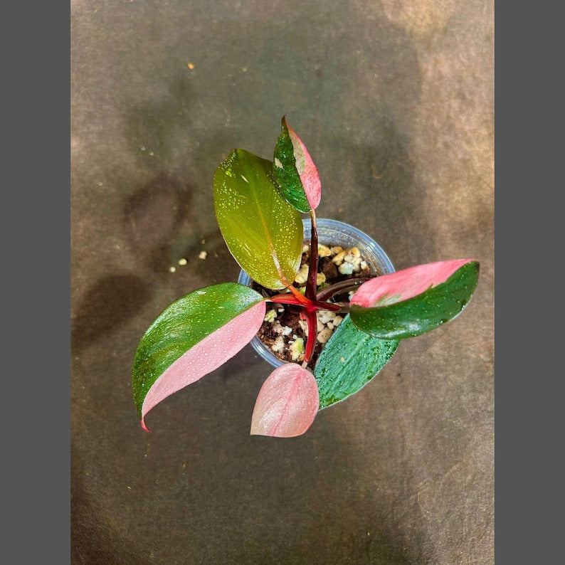 Variegated Philodendron Pink Princess Plant in Nursery Pot - Rare Indoor Houseplant - Philodendron erubescens 'Pink Princess'