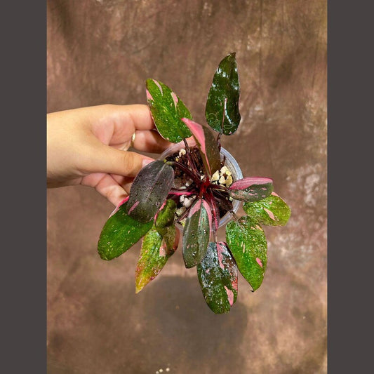 Variegated Philodendron Pink Princess in Pot - Rare Indoor Houseplant - Philodendron erubescens 'Pink Princess' - Collector Plant