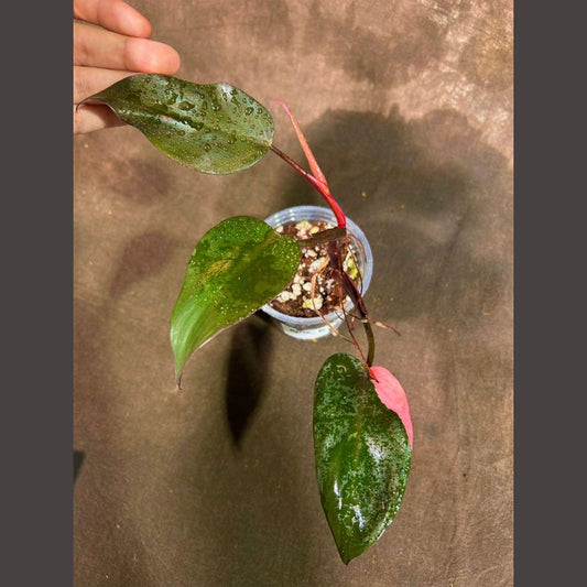 Variegated Philodendron Pink Princess in Nursery Pot - Rare Houseplant - Philodendron erubescens 'Pink Princess' - Indoor Plant