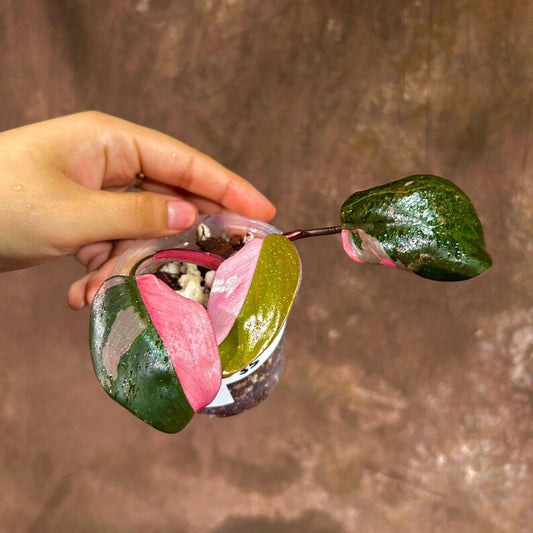 Variegated Philodendron Pink Princess Plant in Nursery Pot - Rare Houseplant - Philodendron erubescens 'Pink Princess'