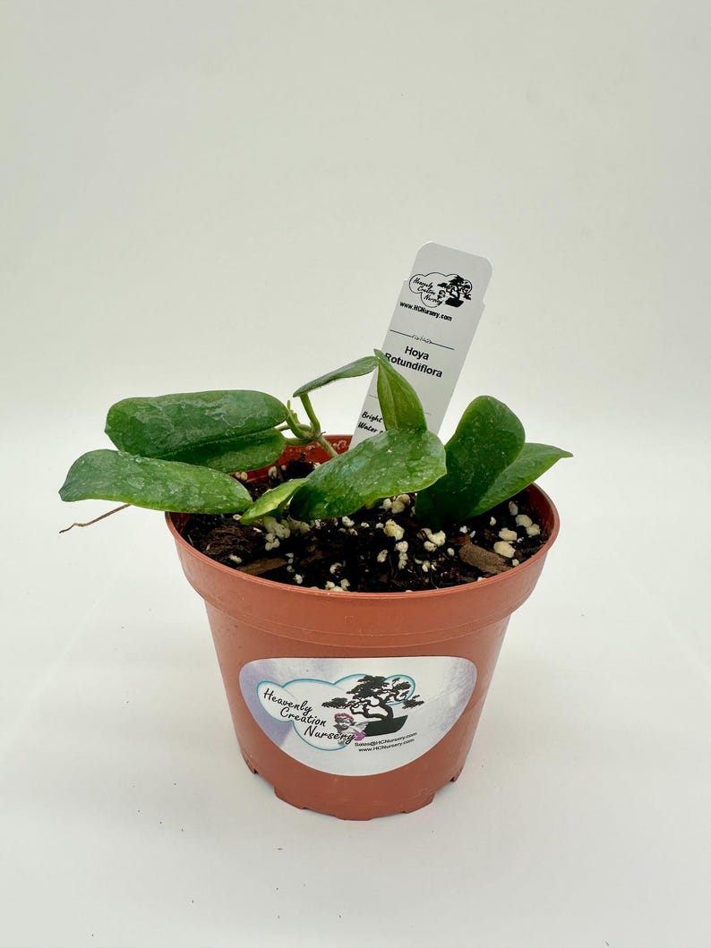 Hoya Plant 4" Rotundiflora - Live Wax Plant with Fragrant Flowers - Tropical Indoor Houseplant - Hoya carnosa