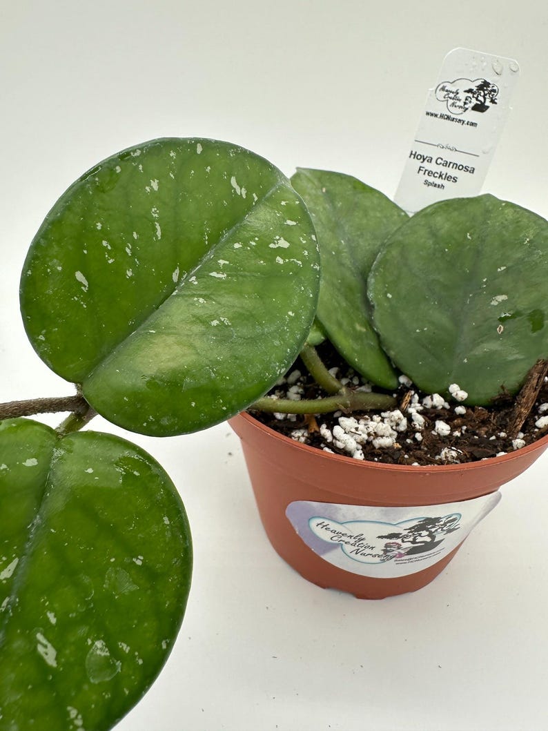 Live Hoya Carnosa Freckles 4" Plant - Wax Plant with Stunning Splash Variegation - Perfect for Indoor Gardening