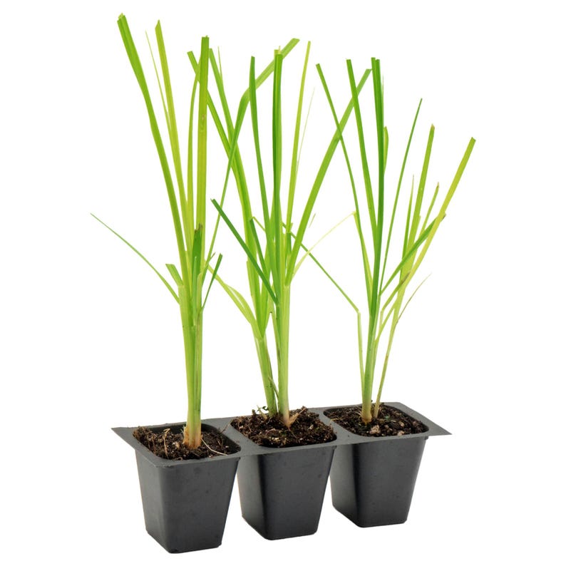White Pampas Grass Live Plants in 2.5-inch Nursery Cubes | Drought-Tolerant Ornamental Grass | Cortaderia Selloana