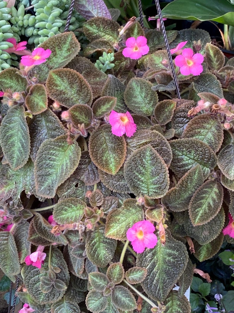 Episcia Cupreata Plant - Flame Violet - 2-3 Inch - Perennial Gesneriaceae from Brazil, Colombia, Venezuela