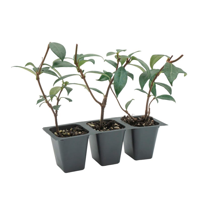 Live Star Jasmine Plants - 2.5” Climbing Vine - Fragrant White Flowers - Trachelospermum Jasminoides - Ready to Plant