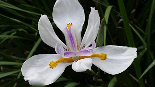 African Iris Plant - Starter Size Dietes iridioides - White Blue Fortnight Lily - Well Rooted with 4-Inch Root Zone