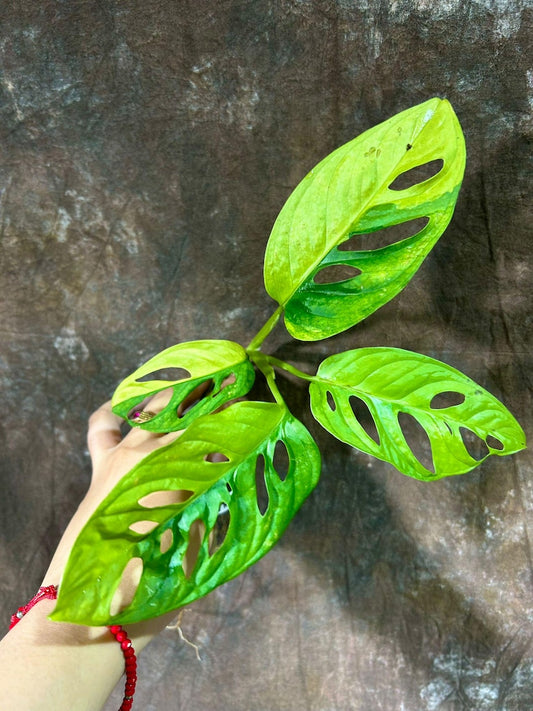 Variegated Monstera Adansonii Aurea Plant - Premium Swiss Cheese Vine - Houseplant - US Seller - Unique Creamy Foliage