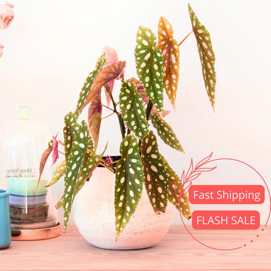 Begonia Maculata Live Plant - Polka Dot Begonia Indoor Houseplant - Angel Wing Variety - 3" Pot - Rare House Plant Gift