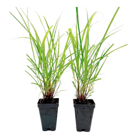 West Indian Lemongrass Plants - 2.5" Nursery Cubes - Insect-Repelling Herb - Cymbopogon Citratus - Ready to Plant