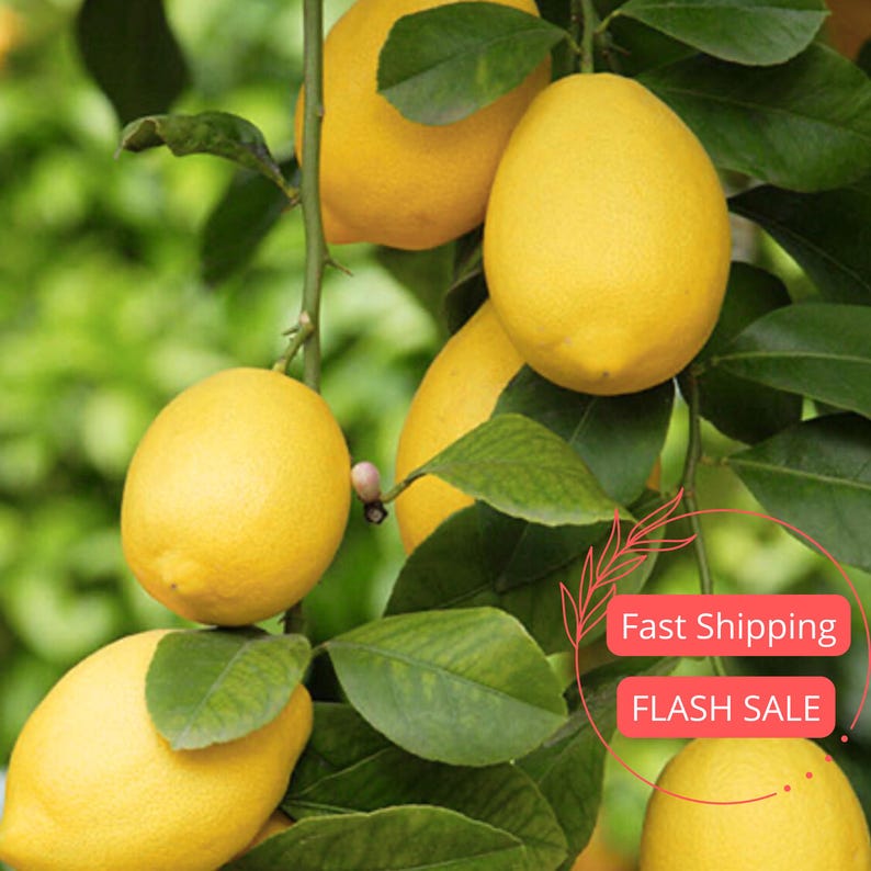 Eureka Lemon Tree Live Plant - Grafted Citrus House Plant for Indoor Outdoor Garden - Citrus limon - 5" Growers Pot