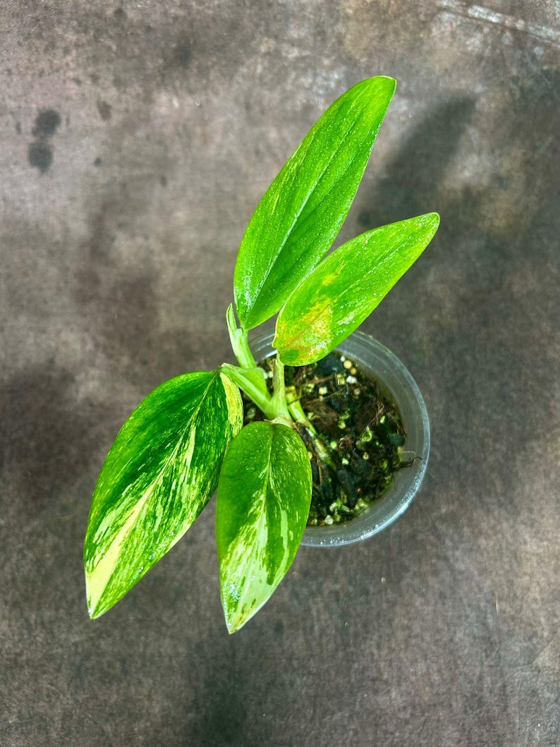 Variegated Monstera Standleyana Aurea Plant in Nursery Pot | Tropical Indoor Houseplant | Monstera standleyana aurea