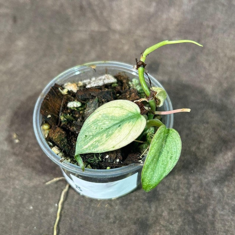 Rare Variegated Philodendron Mican Mint Plant in Nursery Pot - Philodendron Micans "Mint" - Stunning Indoor Houseplant