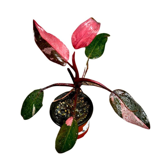 Variegated Philodendron Pink Princess in Nursery Pot - Rare Houseplant - Philodendron erubescens 'Pink Princess' - Indoor Decor