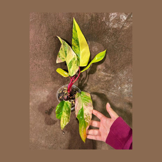 Variegated Philodendron Strawberry Shake Plant - Rare Collector Houseplant - Unique Green, White, Pink Leaves - Philodendron spp.