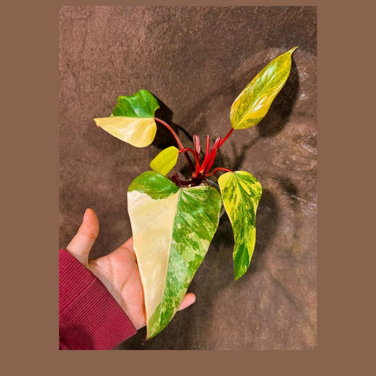 Variegated Philodendron Strawberry Shake Plant - Rare Indoor Houseplant - Heart-Shaped Leaves - Philodendron erubescens