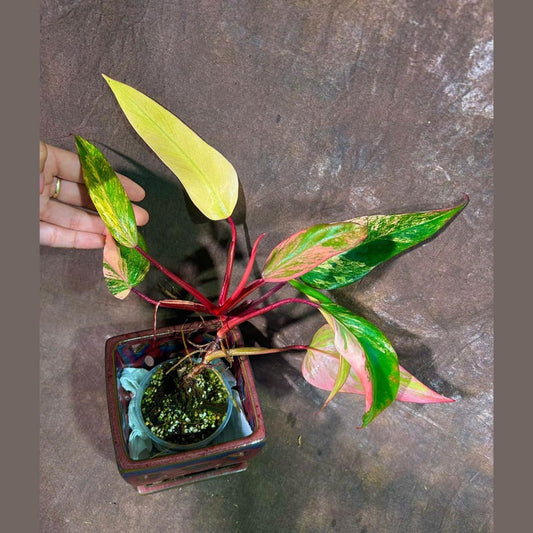 Variegated Philodendron Strawberry Shake Plant - Rare Collector Houseplant - Philodendron erubescens 'Strawberry Shake'