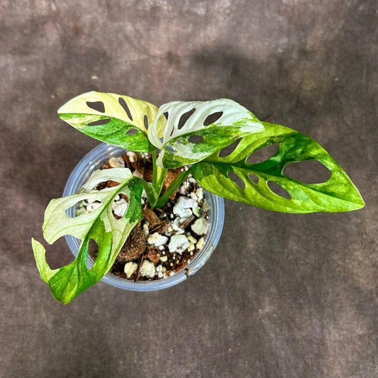 Variegated Monstera Adansonii Albo Potted Plant - Swiss Cheese Vine - Rare Indoor Houseplant - US Seller - Unique Foliage