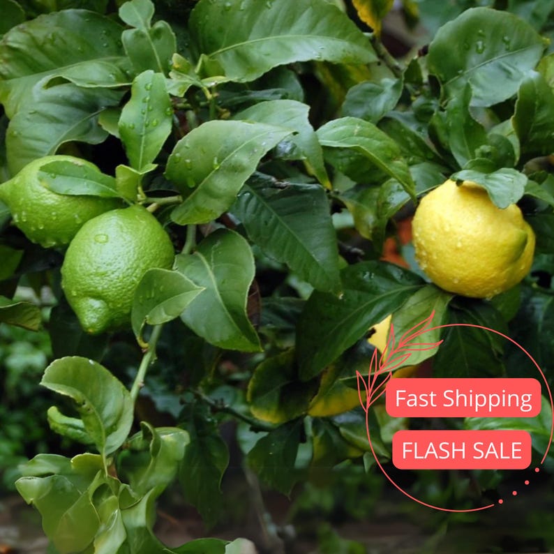 Cocktail Citrus Tree Live Plant | 5" Grafted Meyer Lemon & Key Lime | Indoor Outdoor Houseplant | Citrus x meyeri & Citrus aurantiifolia