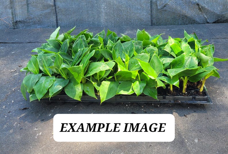 Musa Truly Tiny Banana Starter Plant - Small Plug - Tropical Houseplant - Banana Plant Care Tips Included
