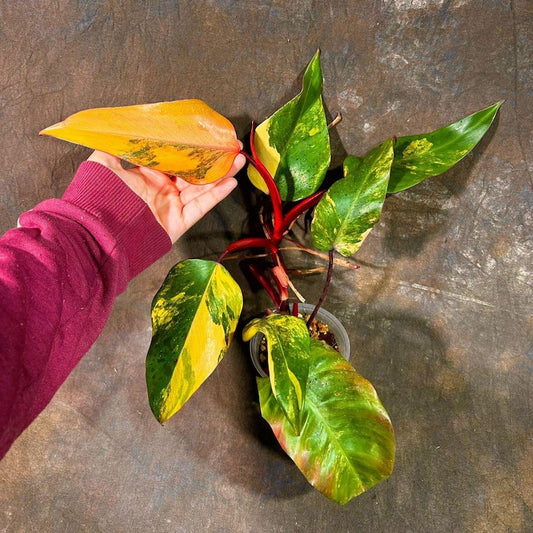 Variegated Philodendron Strawberry Shake - Rare Indoor Plant - Unique Heart-Shaped Leaves - Philodendron erubescens