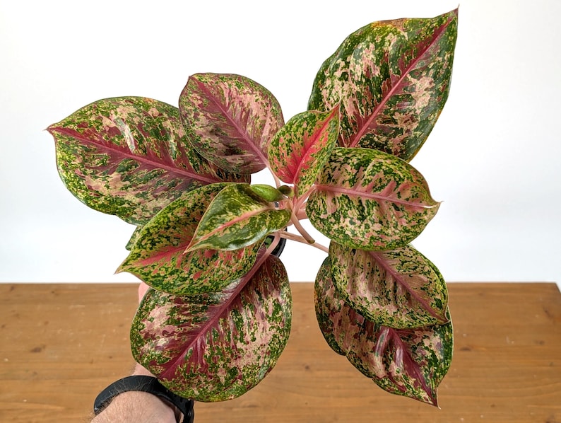 Aglaonema Platinum Karat 4 Inch Live Houseplant - Assorted Pots - Aglaonema commutatum - Indoor Tropical Plant
