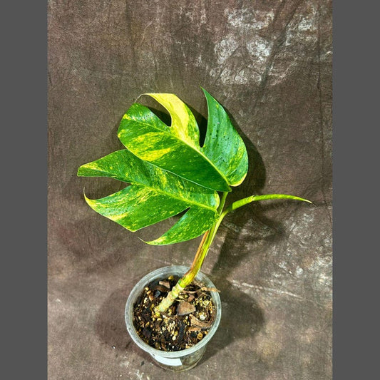 Variegated Epipremnum Pinnatum 'Golden Flame' Indoor Plant in Nursery Pot - RARE High Variegation - US Seller