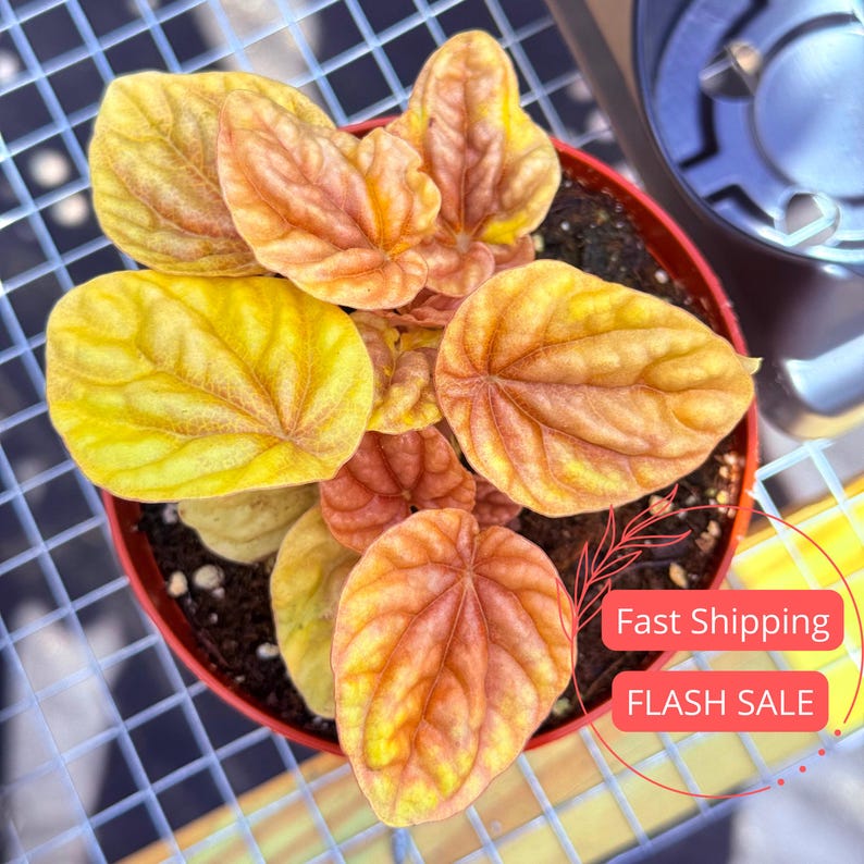 Peperomia Quito Live Plant 3" Pot | Red House Plant | Pet Safe Tropical Peperomia | Beginner Friendly | Peperomia Pepperspot