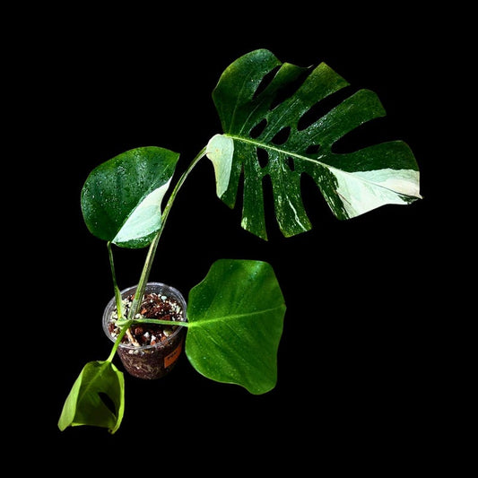 Variegated Monstera Albo Plant - Rare White Borsigiana - Indoor Houseplant - Monstera Deliciosa Albo - Exact Plant - US Seller