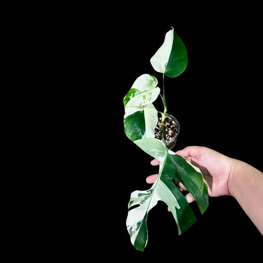 Variegated Monstera Albo Plant - Rare White Monstera Borsigiana - Indoor Houseplant - Exact Plant - US Seller - Unique Green & White