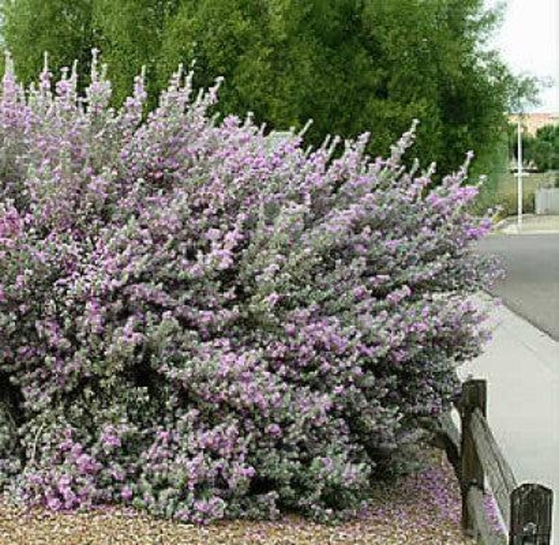 Texas Sage Shrub - Silverleaf Purple Sage - Leucophyllum frutescens - Drought Resistant Border Hedge for Landscaping