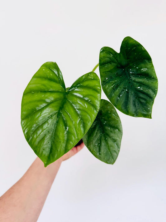 Alocasia Lukiwan 4” Pot - Alba x Sinuata - Unique Tropical Houseplant - Rare Aroid for Plant Lovers