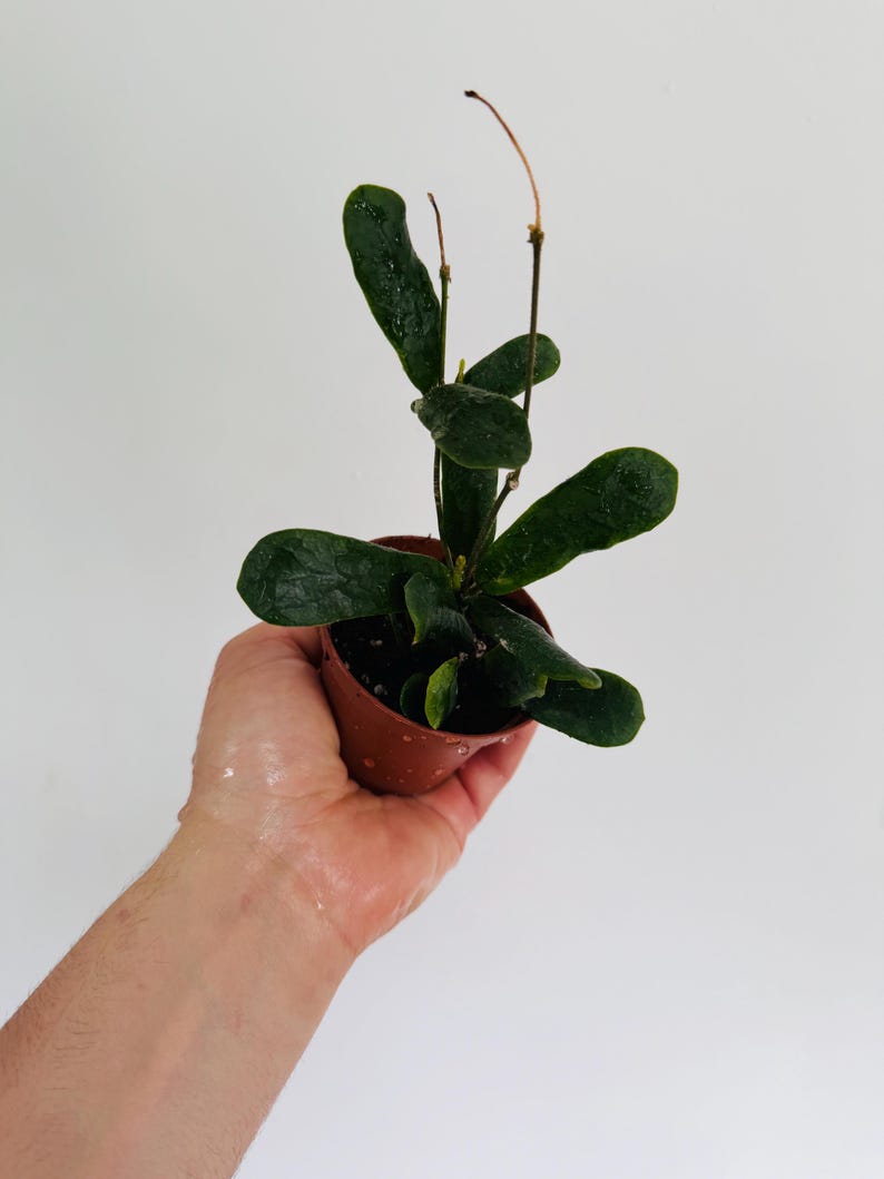 Hoya Rotundiflora Live Houseplant in 4" Pot - Fuzzy Leaf Hoya - Easy Care Indoor Plant for Home Decor - Hoya Plant