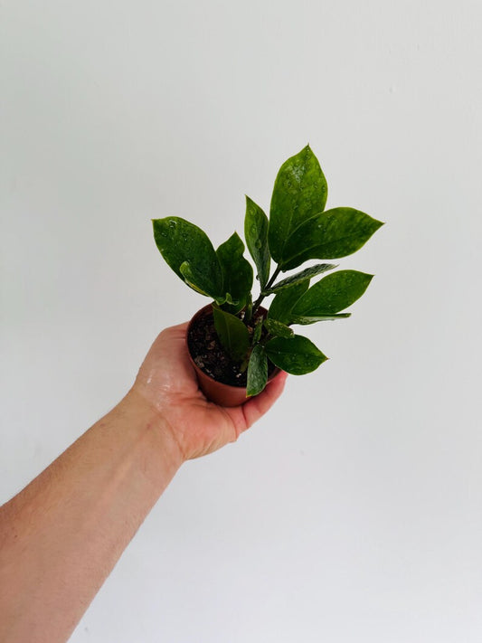 ZZ 'Fat Boy' Live Plant in 3” Pot - Large Leaf, Drought Tolerant, Air Purifier - Zamioculcas zamiifolia