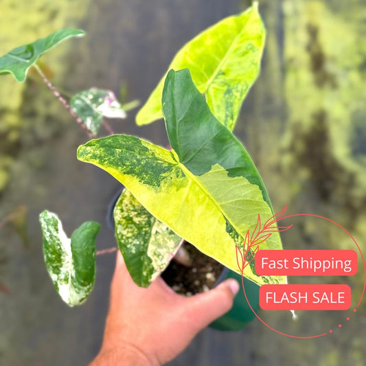 Alocasia Zebrina Variegated Plant 4" Pot | Rare Tropical House Plant | Alocasia Corm Tiger Aurea Variegation | Easy Care Indoor Plant