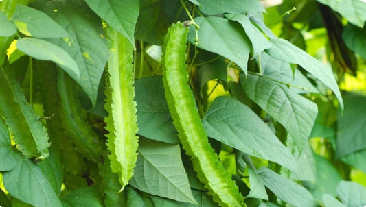 Winged Bean Plants - 4" Pot - Organic Non-GMO - Psophocarpus tetragonolobus - Edible Pods, Leaves & Flowers