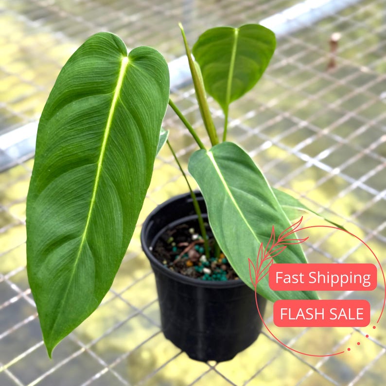 Philodendron Esmeraldense Narrow Live Plant | 4" Fully Rooted Houseplant | Rare Long Leaf Indoor Outdoor Plant