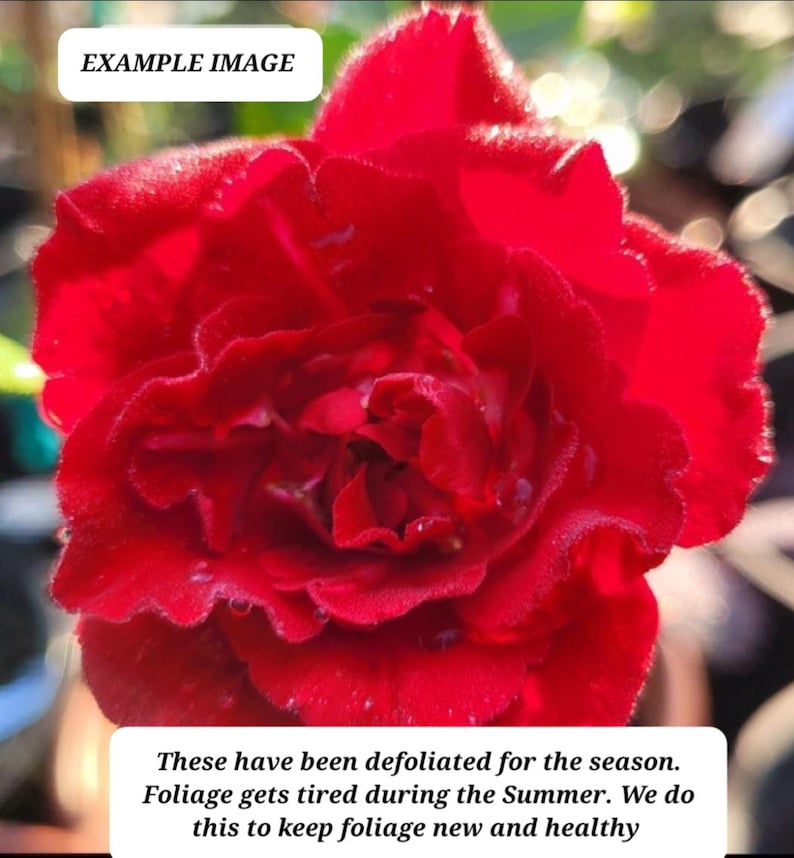 Don Juan Climbing Rose Live Starter Plant - Red Blooms - Fragrant - Rosa 'Don Juan' - 3-6" Stem Growth - Zones 5-10